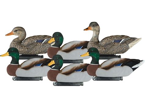 dakota fully flocked mallards.